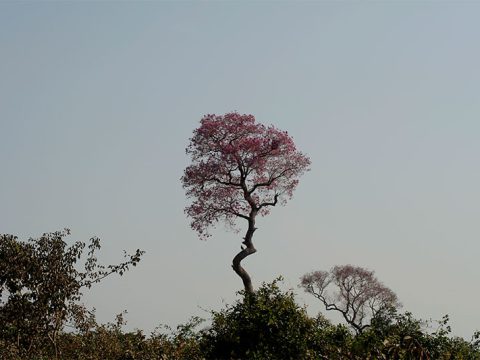 Ipê roxo