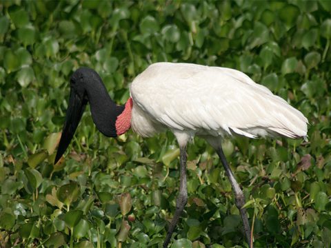 Tuiuiú procurando comida