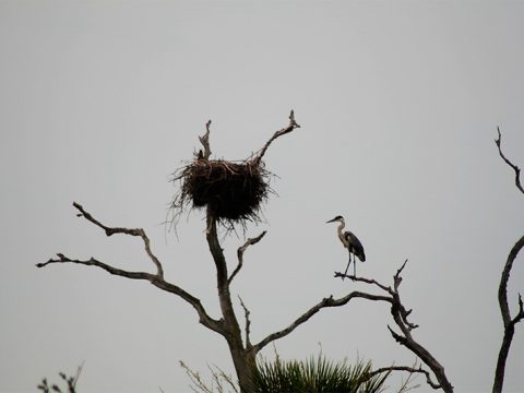 Ninho de tuiuiú, mas a ave é a garça-moura