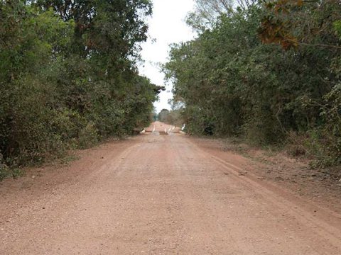 Quando não há tráfego, a estrada é deles