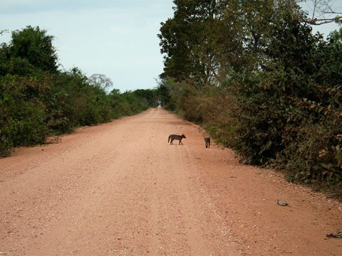 Encontrei essas raposas enquanto pedalava na Transpantaneira