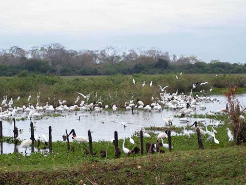 A busca por comida na época da seca é bem concorrida