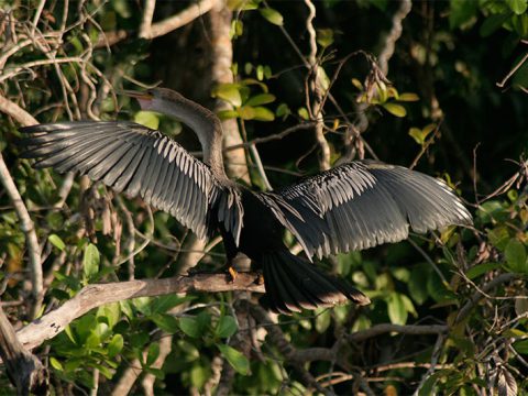 Biguatinga, que adora abrir as asas ao vento