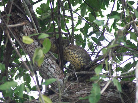 Um lagarto bem diferente