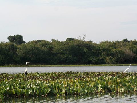 Garça-moura no aguapé com