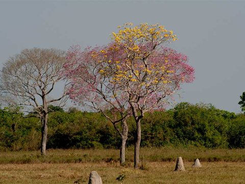 Ipês roxo e amarelo