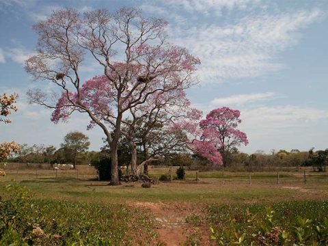 Paisagem pantaneira