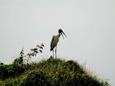 Nada como ter visão panorâmica