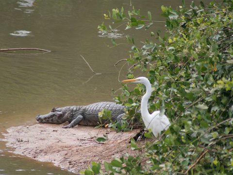 Será que eles conseguem ser bons amigos?