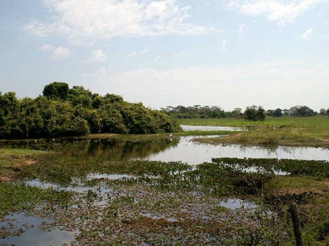 Paisagem pantaneira