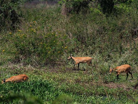 Cervos ao longo da estrada-parque do Pantanal de Mato Grosso do Sul