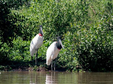 Casal de tuiuiús no Rio Miranda