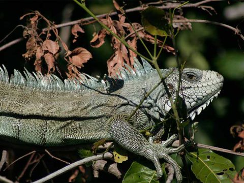 Iguana