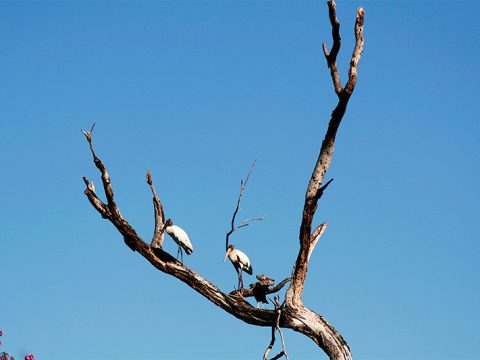 Eles gostam dessas árvores secas