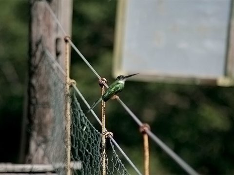 Foi difícil pegá-lo paradinho