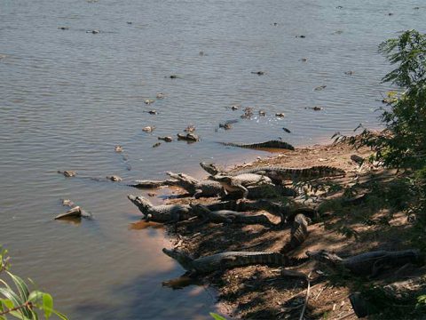 O pouco espaço fora da água faz com que eles fiquem apinhados