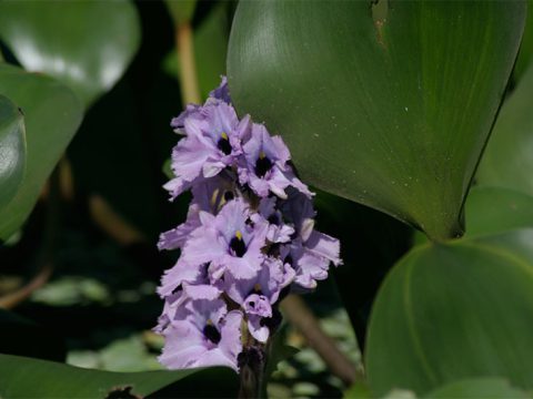 Flor de aguapé