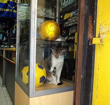 Loja em La Boca - com o gato tirando um cochilo