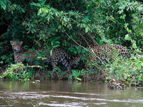 Onça-pintada e seus filhotes que avistamos às margens do Rio Cuiabá