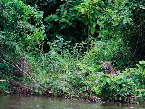 Onça-pintada e seus filhotes que avistamos às margens do Rio Cuiabá