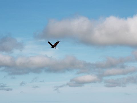 Voo solitário de um gavião