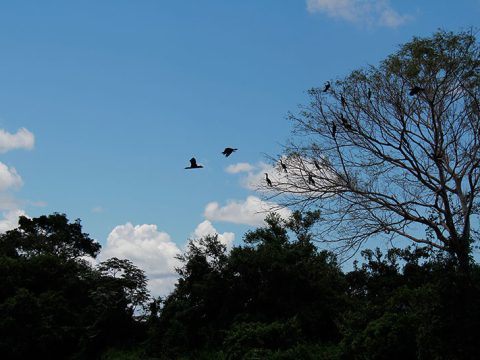Biguás