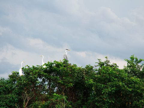 Tão lindos!