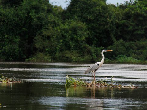 Pegando carona no aguapé