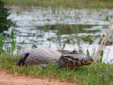 Onde tiver água, tem jacarés
