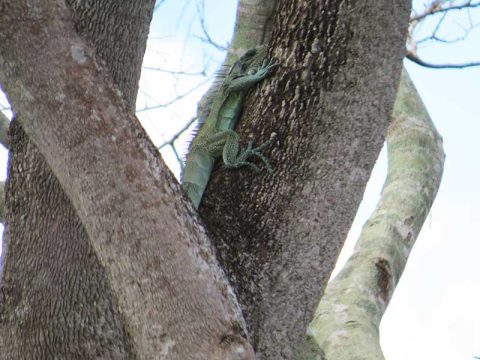 Iguana