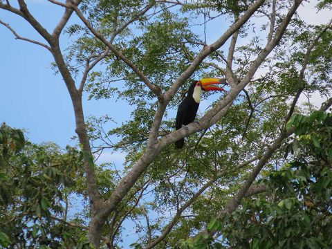 Tucano