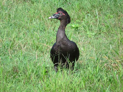 Pato selvagem