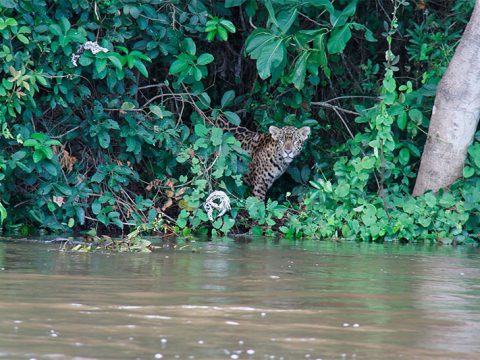 Onça-pintada que avistamos às margens do Rio Cuiabá