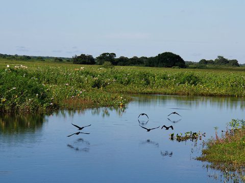 Biguás