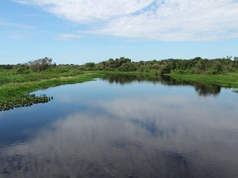 Planície alagada do pantanal