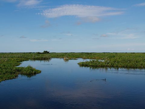 Planície alagada do pantanal