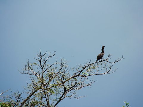 Biguá