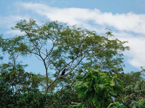 Tucano