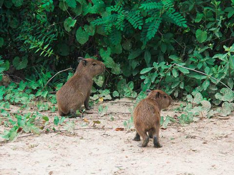Capivarinhas nenéns