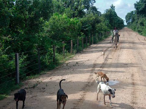 Pantaneiro com seus cachorros na Transpantaneira