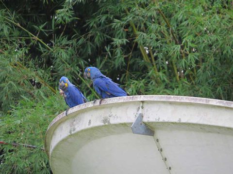 Casal de araras-azuis