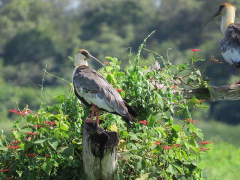 Aves pantaneiras