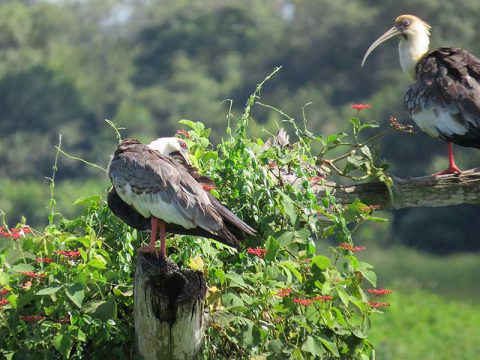 Aves pantaneiras