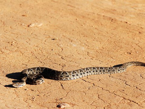 No meio do caminho havia uma cobra