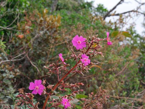 Flora ao longo do Caminho dos Diamantes/Estrada Real