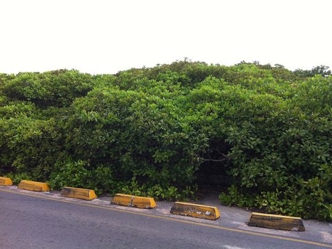 O maior cajueiro do mundo, Natal