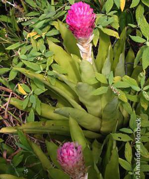 Flora da ilha