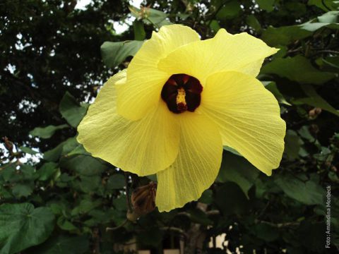Flora da ilha