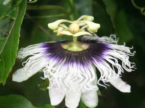Flor de maracujá