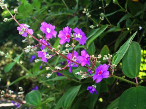 Flora da ilha